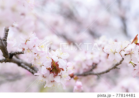 満開の桜 同時撮影の動画素材あり の写真素材
