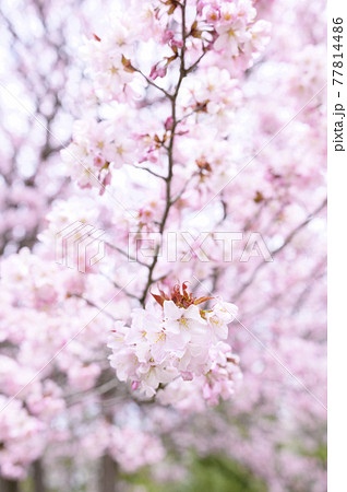 満開の桜 同時撮影の動画素材あり の写真素材