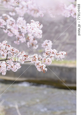 川辺の桜 同時撮影の動画素材あり の写真素材