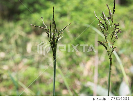 野生の笹竹の花（笹の穂） 77814531