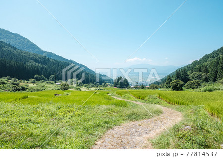 福島の棚田（飯山市） 77814537