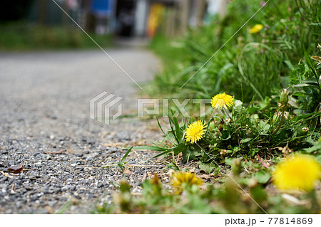 たんぽぽ・アップ・道端・足元・風景・春 たんぽぽ・アップ・道端・足元・風景・春 77814869