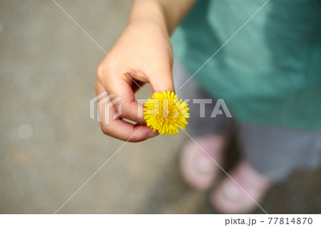 たんぽぽ・花をつむ・アップ たんぽぽ・花をつむ・アップ 77814870