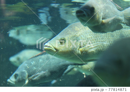魚の群れ 77814871