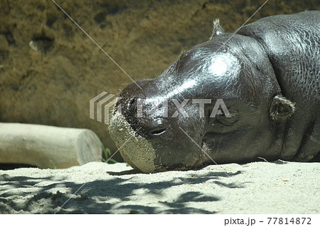 かばの昼寝 77814872