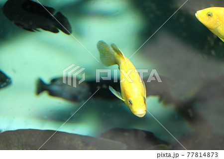黄色い魚 77814873