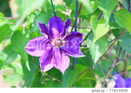 クレマチスの花 77814920