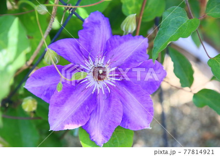 クレマチスの花　弥一 77814921