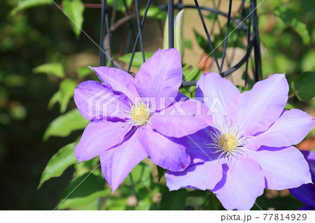 クレマチスの花 HFヤング クレマチスの花 HFヤング 77814929