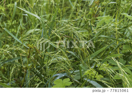 雨に群れたアオカモジグサの全景／イネ科 77815061