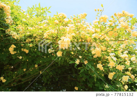 モッコウバラの花 モッコウバラの花 77815132