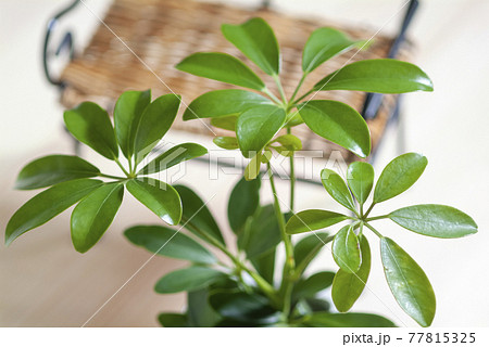 観葉植物 77815325