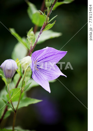 キキョウ 77815464