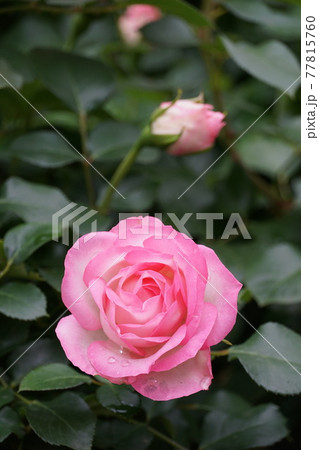 ガーデニング 漂う香り満開のピンク色の薔薇の花 アップ・イメージ ガーデニング 漂う香り満開のピンク色の薔薇の花 アップ・イメージ 77815760