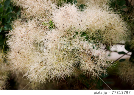 スモークツリー 77815797