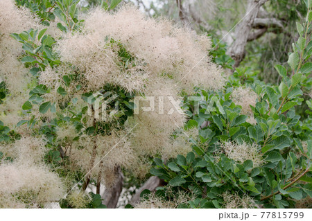 スモークツリー 77815799