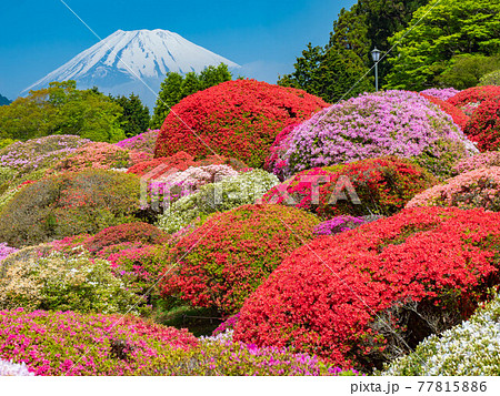 3月神奈川・箱根町　富士山とつつじ園の躑躅 77815886