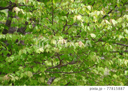 畑の中に咲く一本桜・若葉(福島県・裏磐梯) 畑の中に咲く一本桜・若葉(福島県・裏磐梯) 77815887