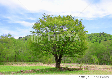畑の中に咲く一本桜・若葉(福島県・裏磐梯) 畑の中に咲く一本桜・若葉(福島県・裏磐梯) 77815889