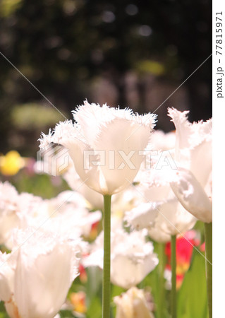チューリップ 春 白い 綺麗 満開 美しい ガーデン 花壇 カラフル ハネムーン 純白	 77815971