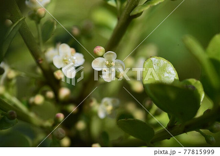 イヌツゲの花の写真素材