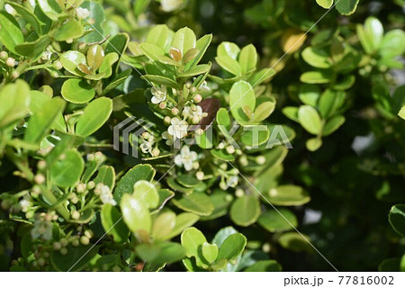 イヌツゲの花 77816002