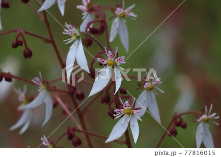 ユキノシタ 77816015