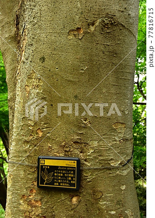 樹木の木肌（樹皮）ケヤキ　欅 77816715