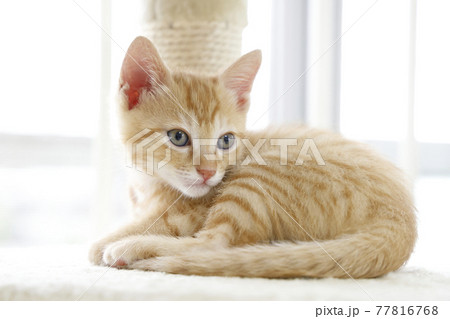 ねこちゃん親子の日常風景 77816768