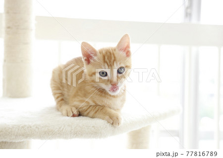 ねこちゃん親子の日常風景 77816789