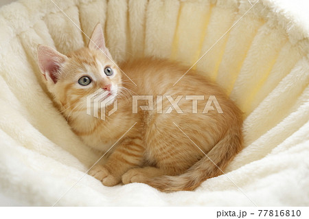 ねこちゃん親子の日常風景 ねこちゃん親子の日常風景 77816810