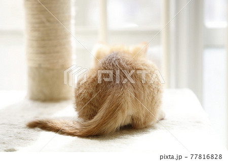 ねこちゃん親子の日常風景 77816828