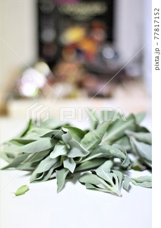 収穫したホワイトセージの葉っぱ 77817152