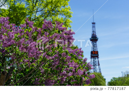 札幌 大通公園 ライラック リラ 札幌 大通公園 ライラック リラ 77817187
