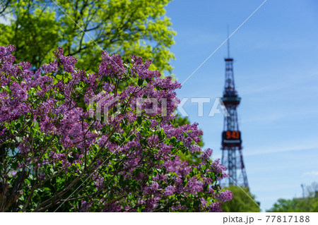 札幌 大通公園 ライラック リラ 札幌 大通公園 ライラック リラ 77817188
