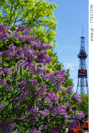 札幌　大通公園　ライラック　リラ　 77817246