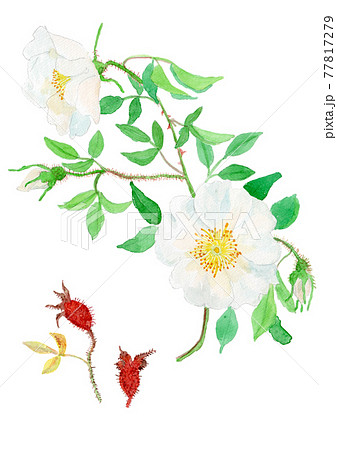 Rosa Laevigata ナニワイバラの花と実のイラスト素材