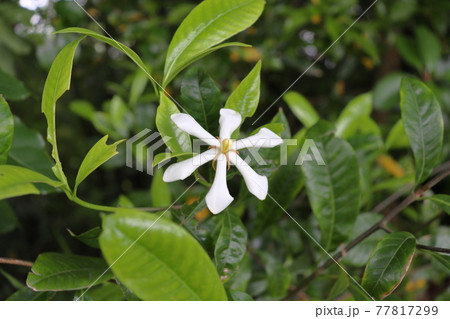 クチナシ 白色の花 クチナシ 白色の花 77817299