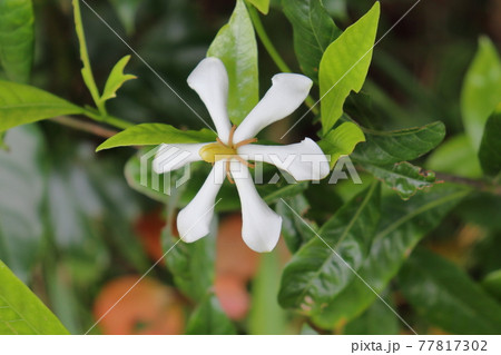 クチナシ 白色の花 クチナシ 白色の花 77817302