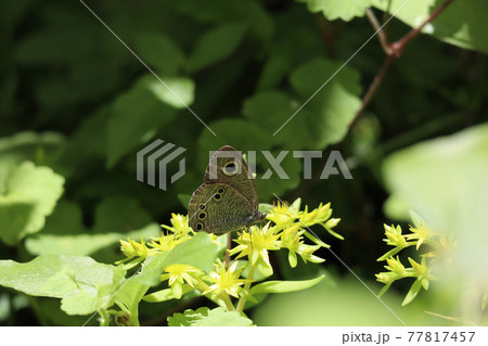 ヒメウラナミジャノメ 77817457