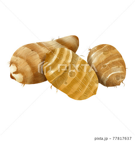 水彩タッチ 皮付き里芋 水彩タッチ 皮付き里芋 77817637