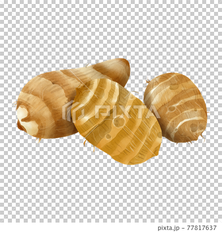 水彩タッチ 皮付き里芋 水彩タッチ 皮付き里芋 77817637