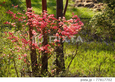 初夏に咲くオンツツジ 初夏に咲くオンツツジ 77817702