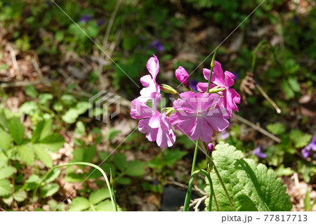 シコクカッコウソウ 77817713