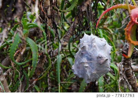 Suspended Common Rain Spider's Nest In Aloes (Palystes superciliosus) 77817763