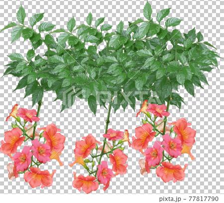 凌霄花 77817790