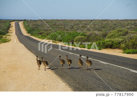 西オーストラリア州シャーク湾の道路を横切るエミューのヒナ達 77817900