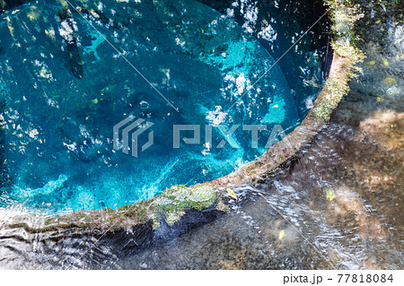 柿田川湧水群（柿田川公園） 77818084