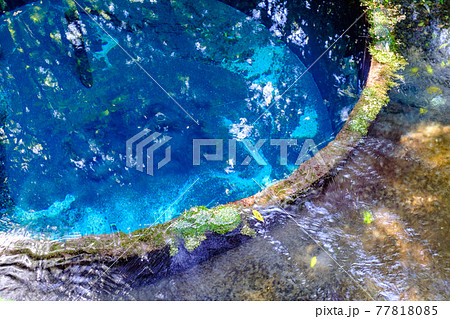 柿田川湧水群（柿田川公園） 77818085