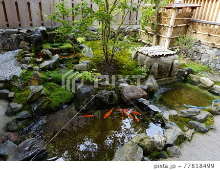 錦鯉の池 錦鯉の池 77818499